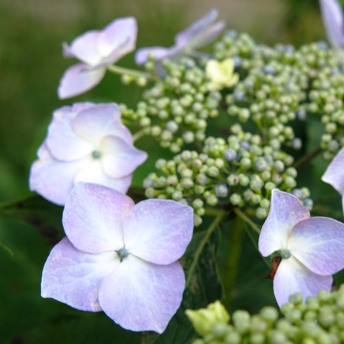紫陽花