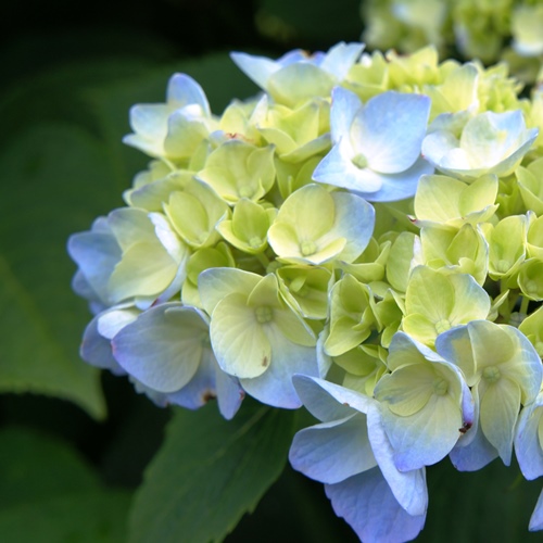 紫陽花