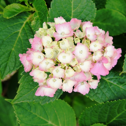紫陽花