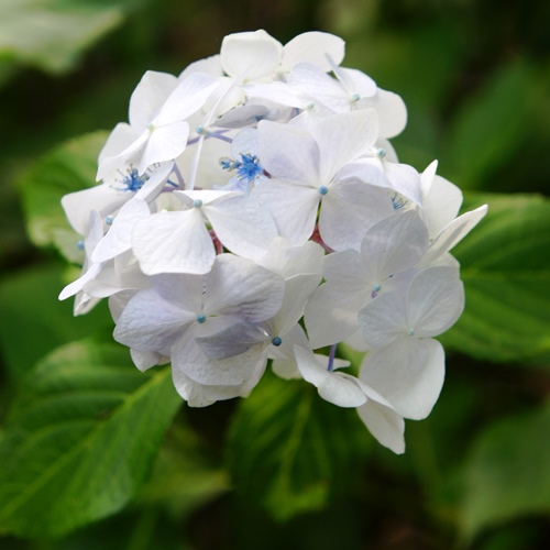 紫陽花