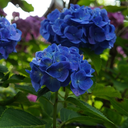 紫陽花