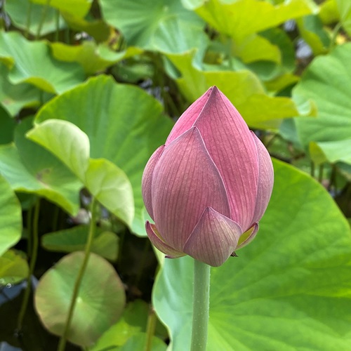 lotus-flower-for-asteka