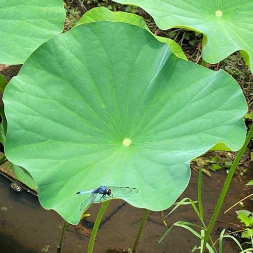 lotus-flower-for-asteka