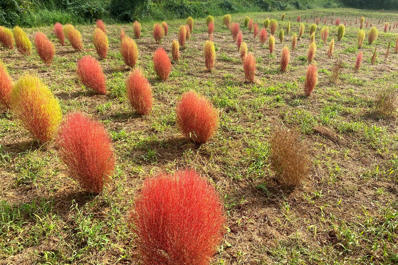 手賀沼コキア